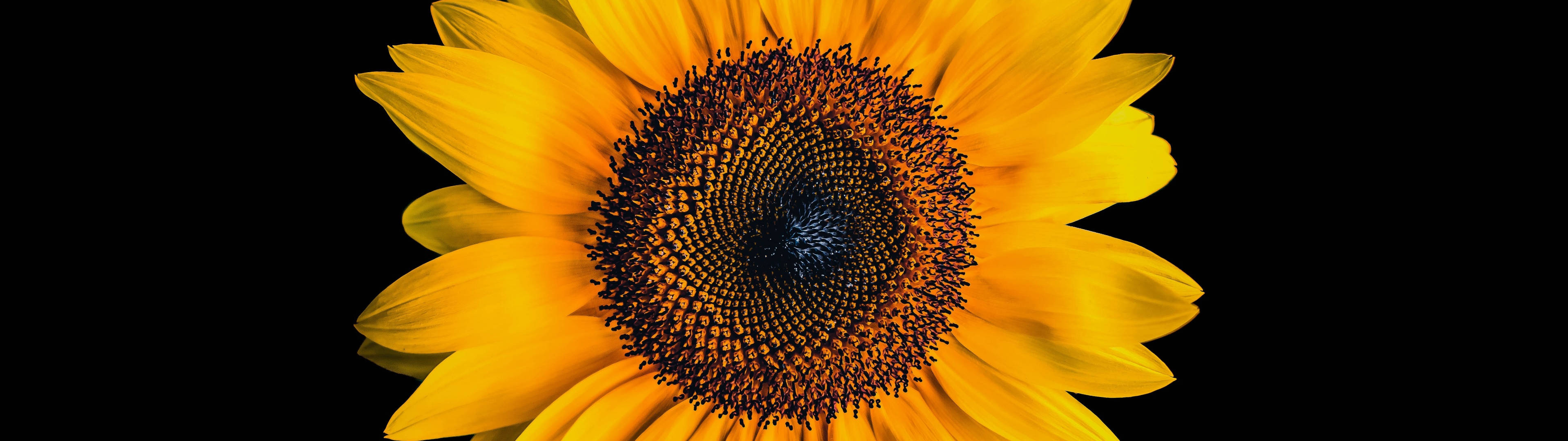 Celebrate Beauty With These Perfect Sunflowers And Roses