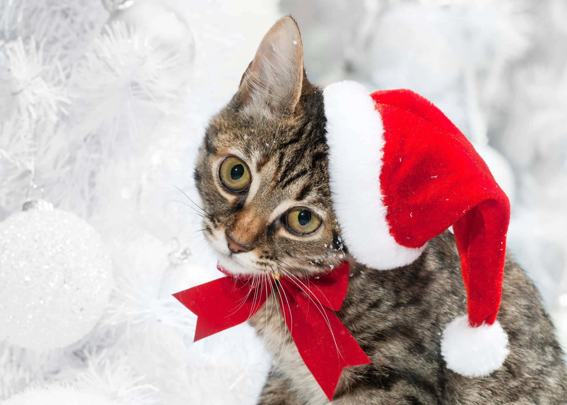 Celebrate Christmas In All Its Winter Beauty! Background