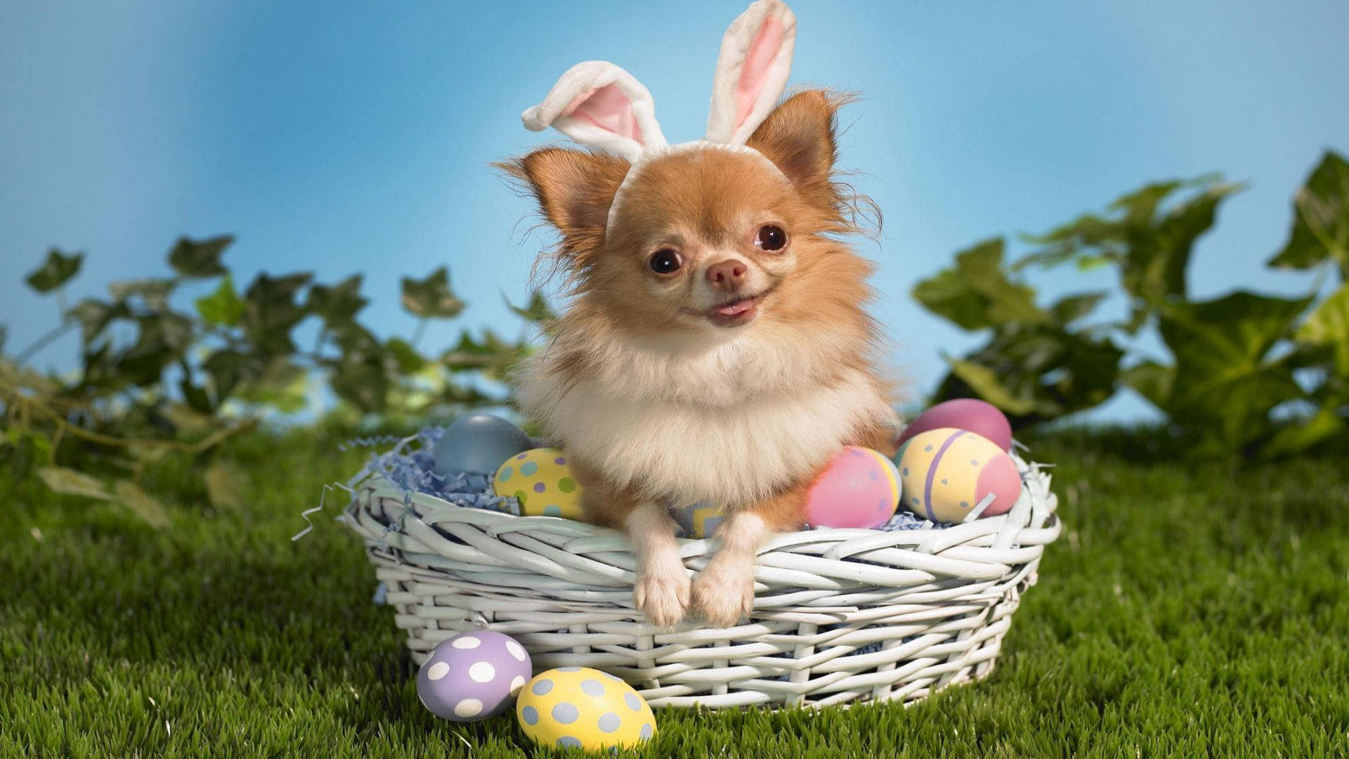 Celebrate Easter In Style With This Adorable Chihuahua Background