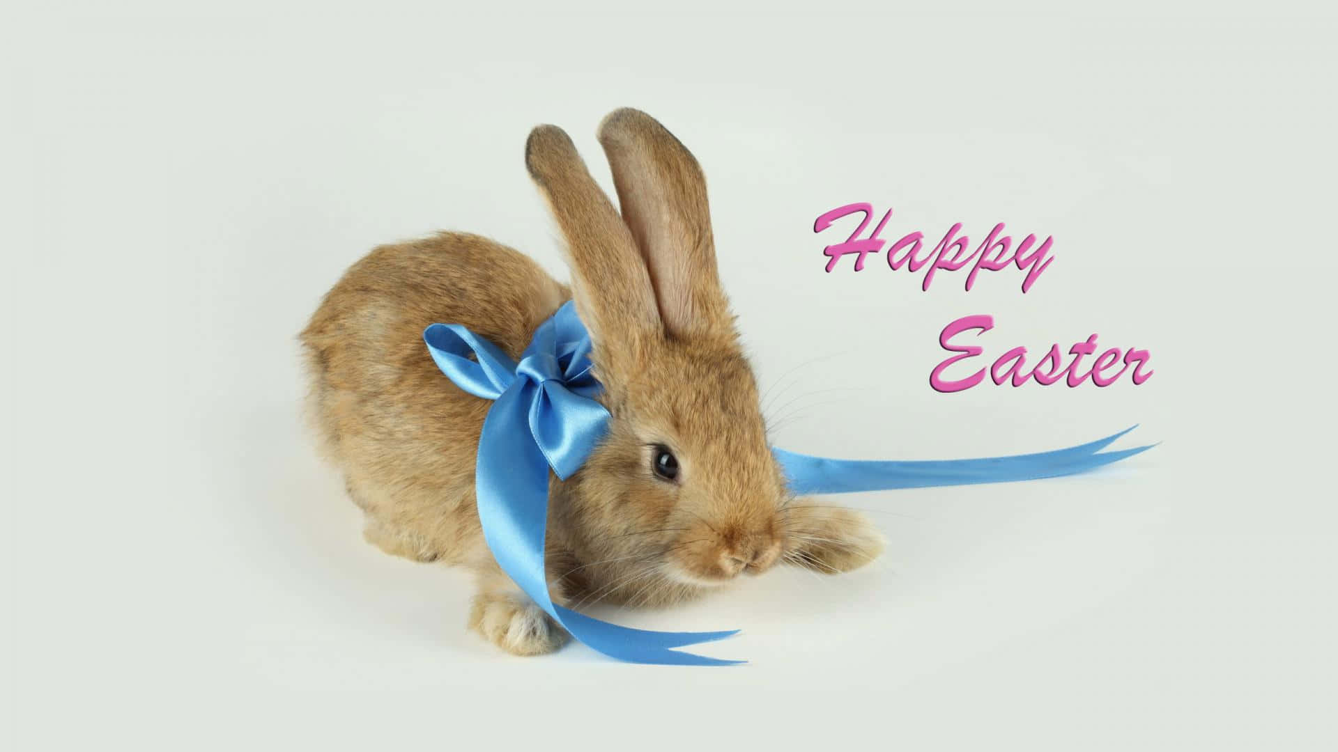 Celebrate Easter With Adorable Rabbits Background