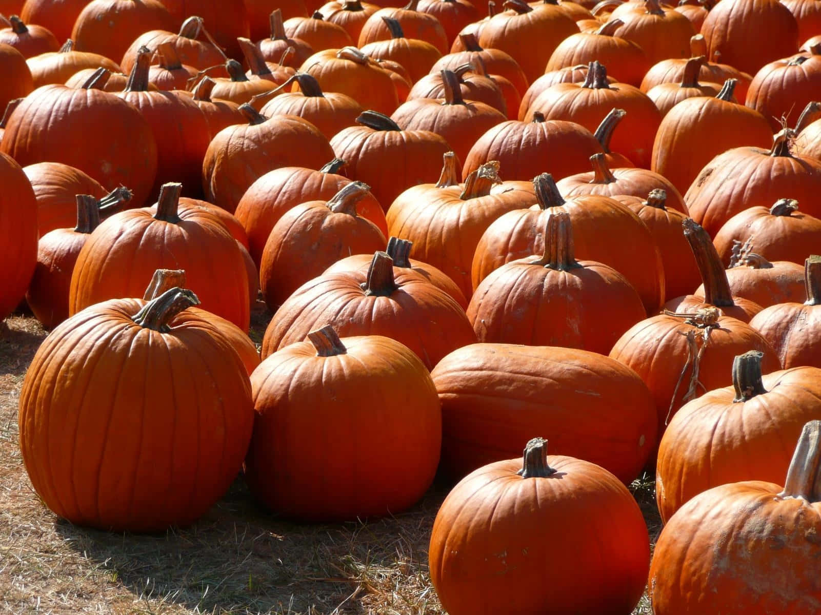 Celebrate Fall By Displaying A Colorful Pumpkin Background