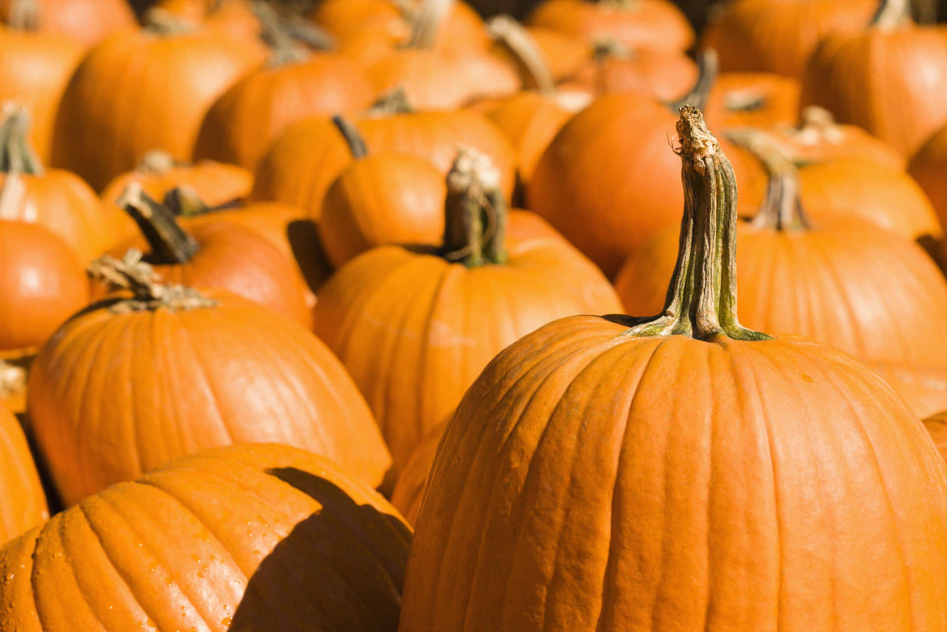 Celebrate Fall With A Festive Pumpkin Background