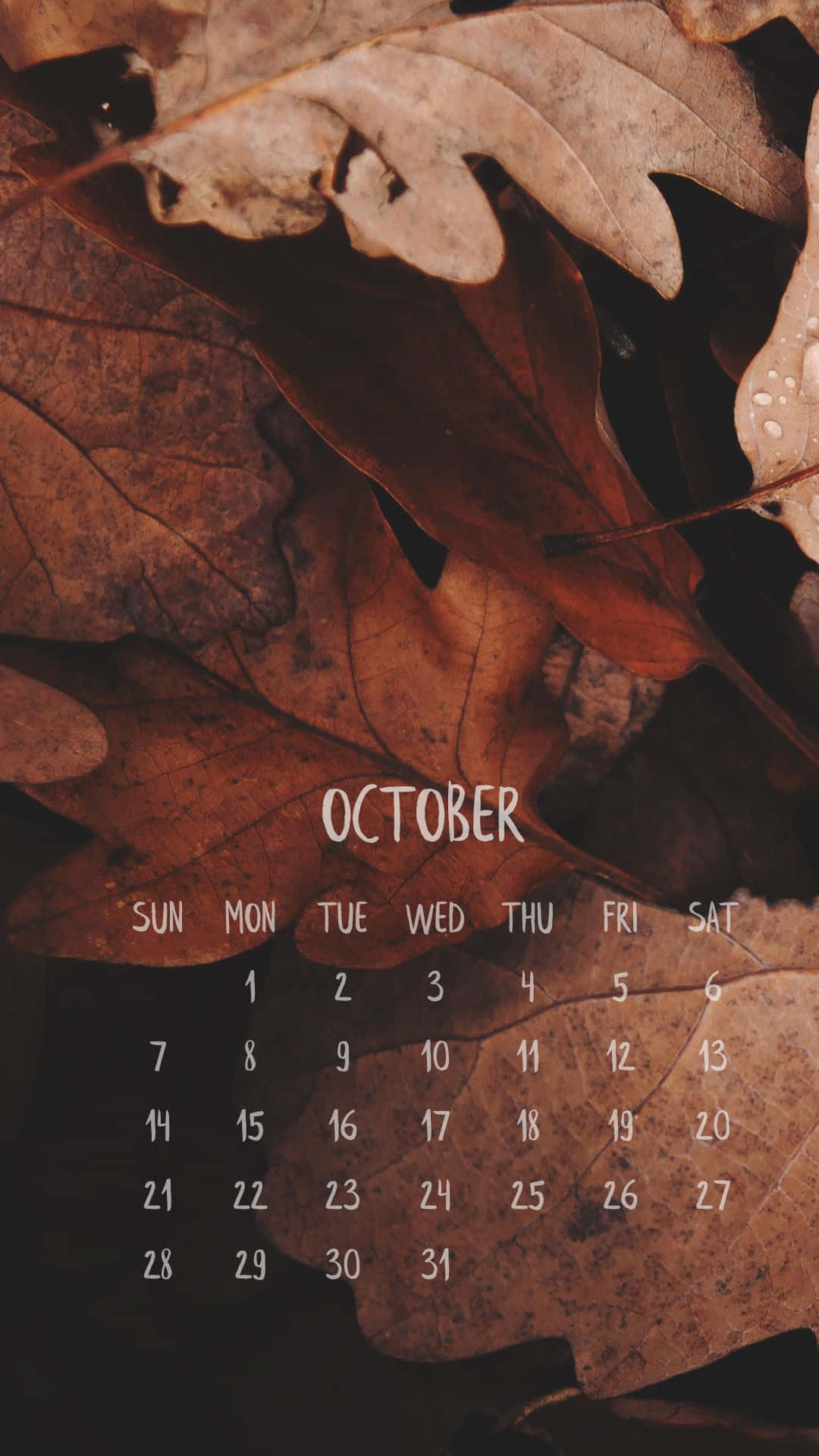 Celebrate Fall With A Pumpkin Background