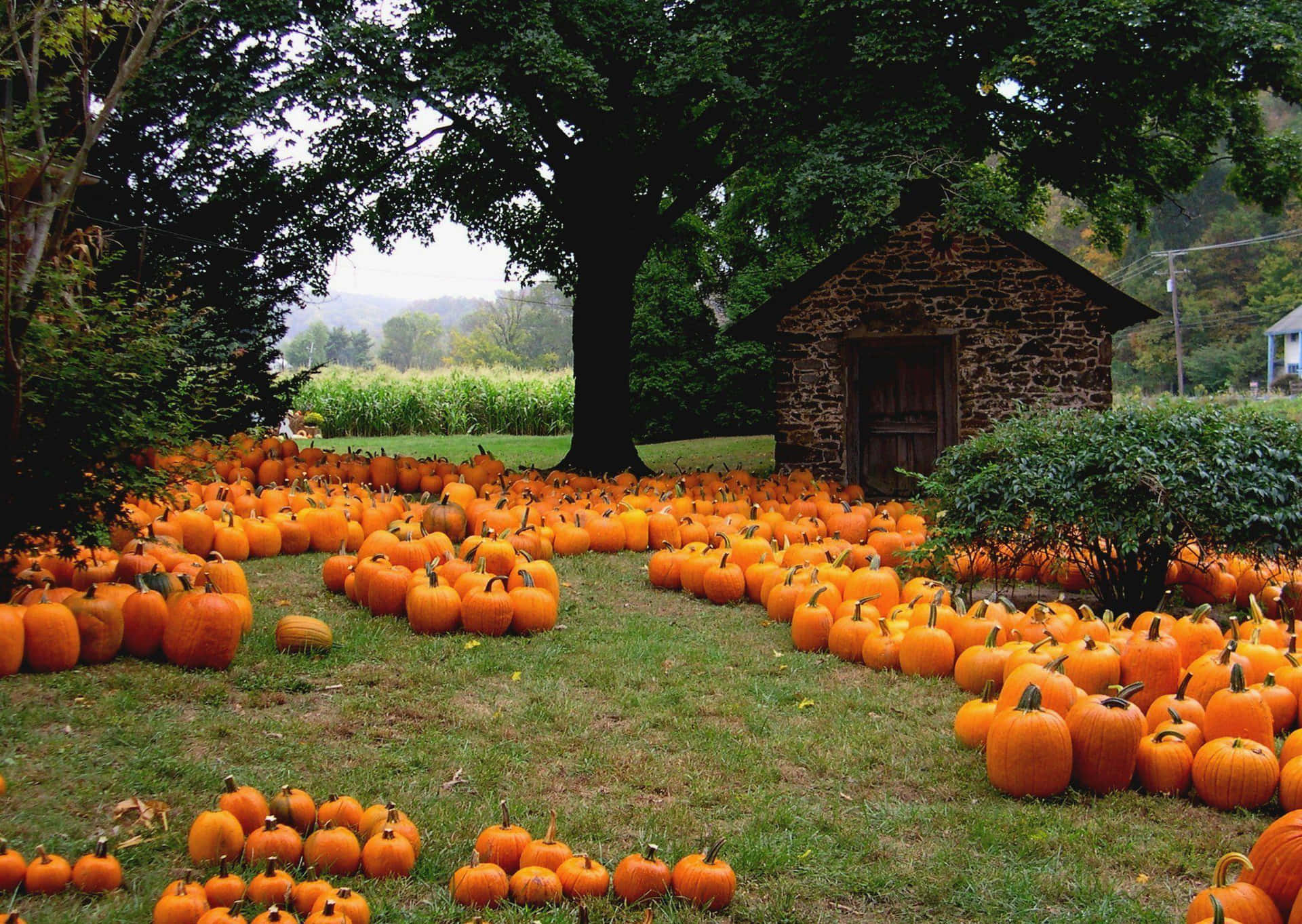 Celebrate Fall With A Pumpkin! Background