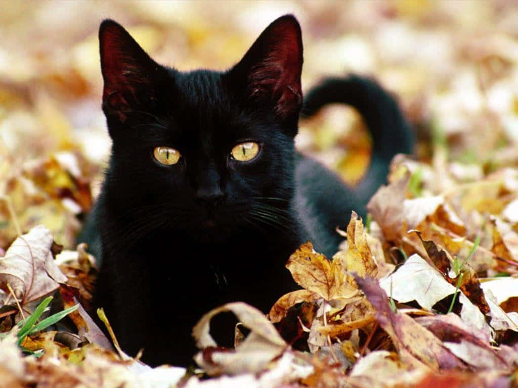 Celebrate Halloween With A Spooky Black Cat Background