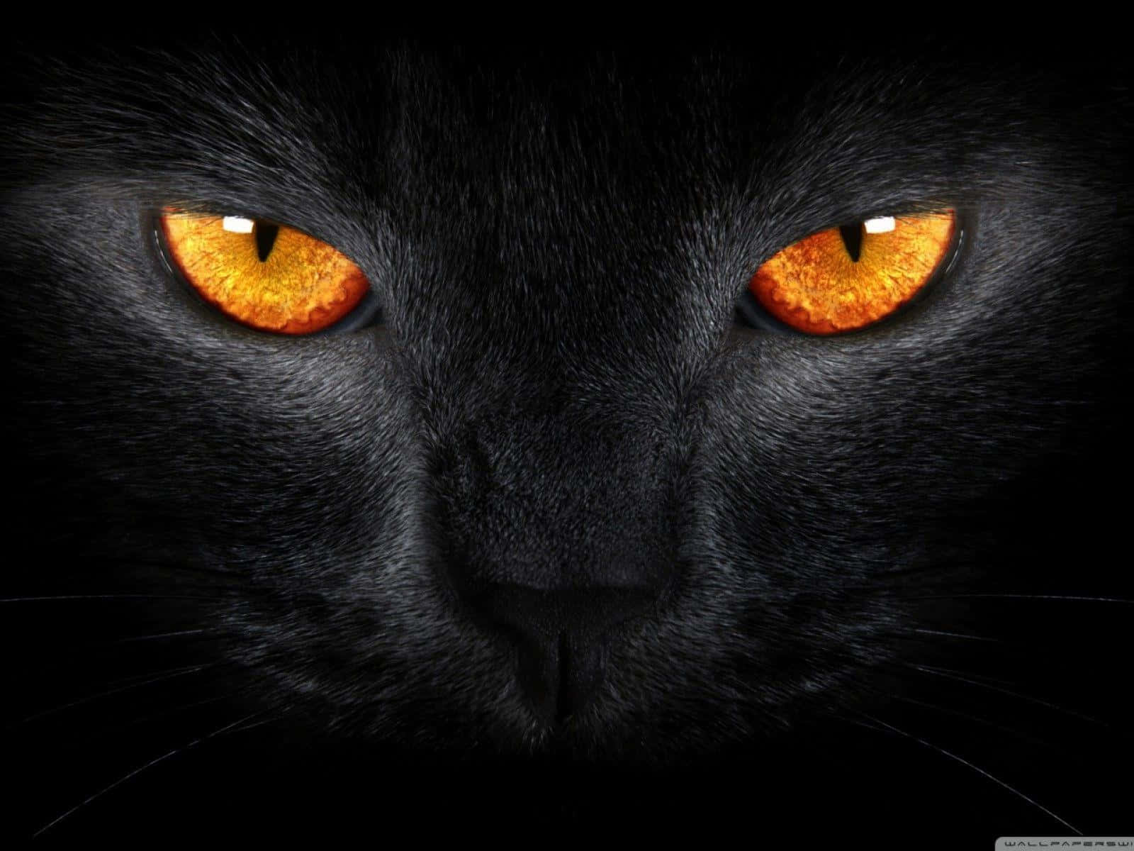 Celebrate Halloween With Black Cat Background