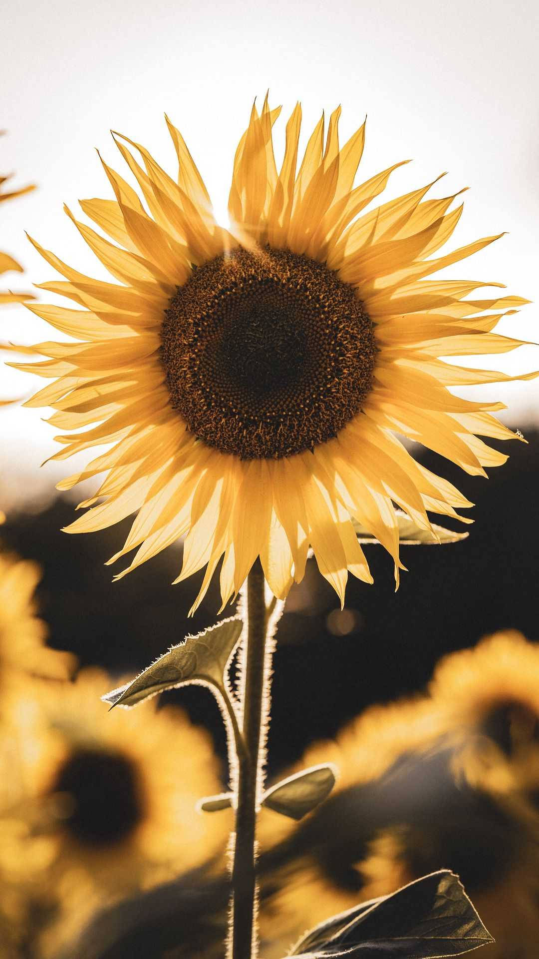 Celebrate Life With The Beautiful Harmony Of Sunflowers And Roses. Background