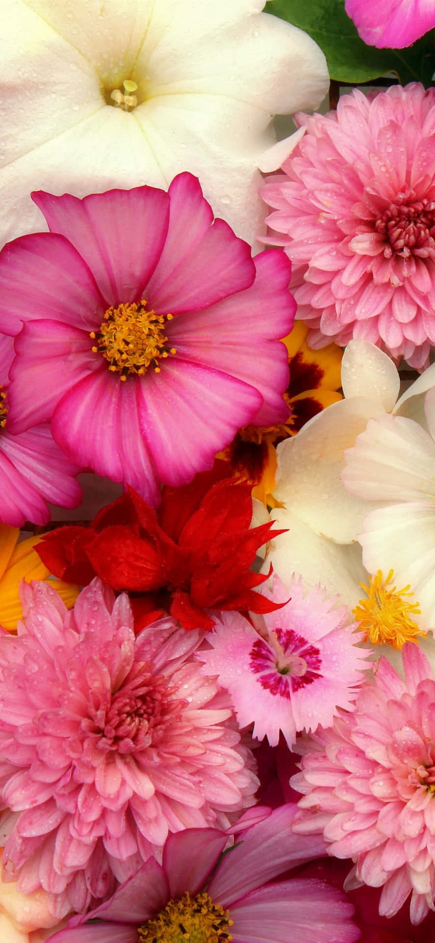 Celebrate Nature With This Pink Flower Phone Background