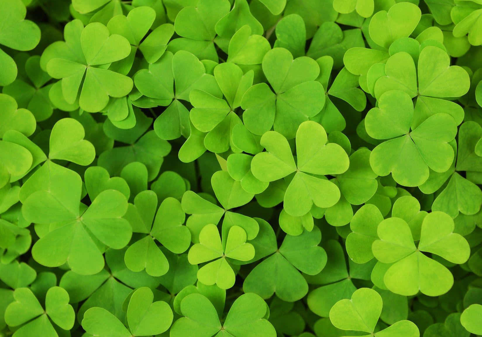 Celebrate St. Patrick's Day With A Shamrock