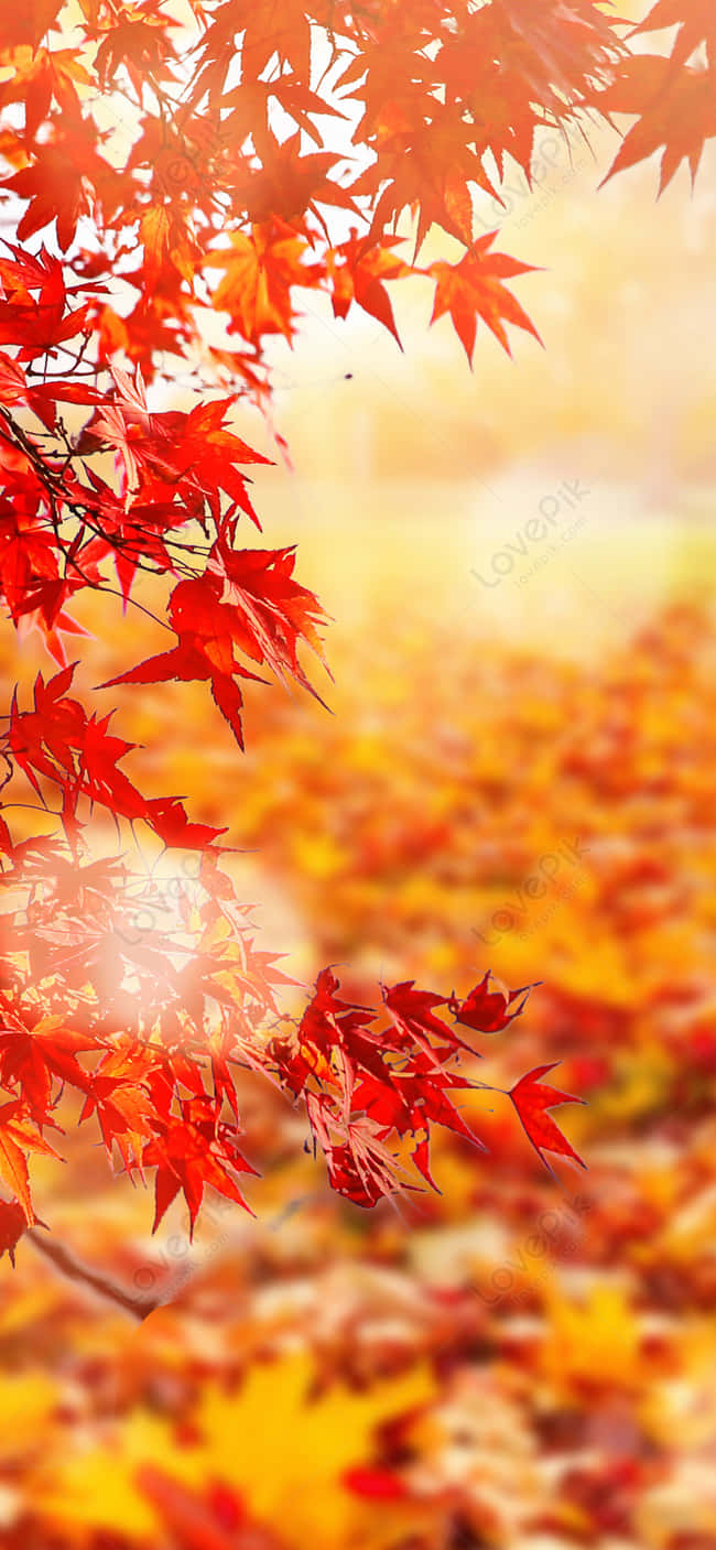 Celebrate The Arrival Of Fall With Autumn Leaves Phone