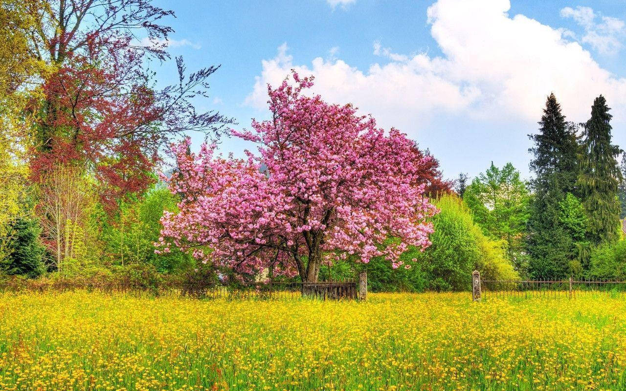 Celebrate The Beauty Of A Blooming Spring Background