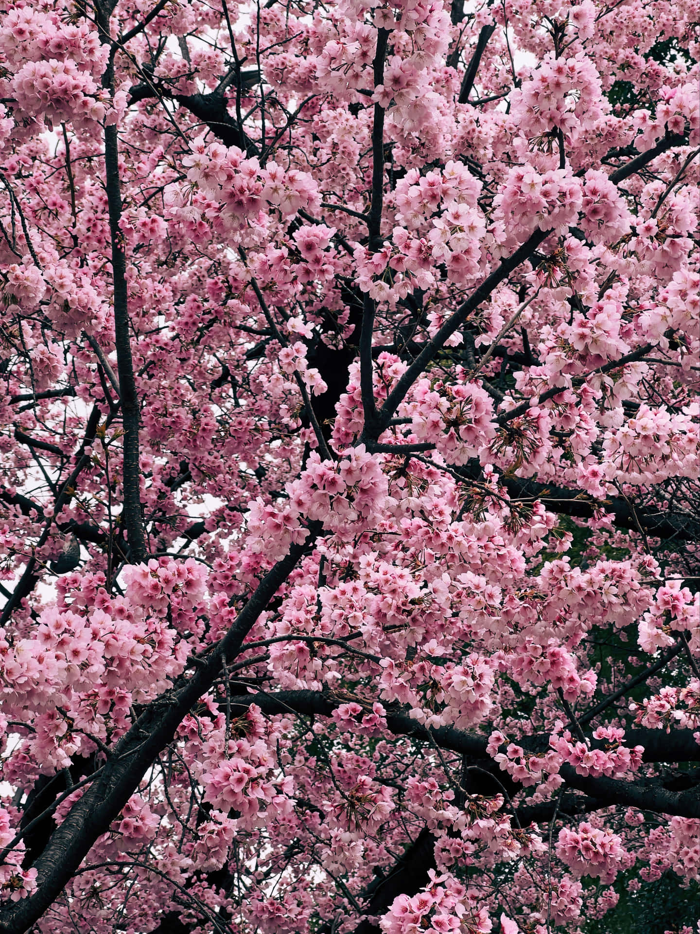 Celebrate The Beauty Of A Night Cherry Blossom Background