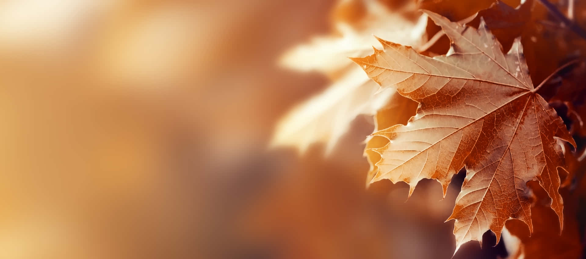 Celebrate The Beauty Of Fall Background