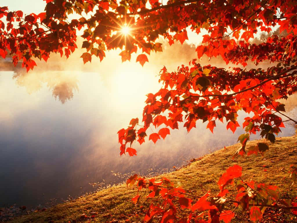 Celebrate The Beauty Of Fall With A Gorgeous Image Of A Golden Leaf In The Foreground, A Babbling Brook In The Background, And A Light Dusting Of Snow In Between. Background