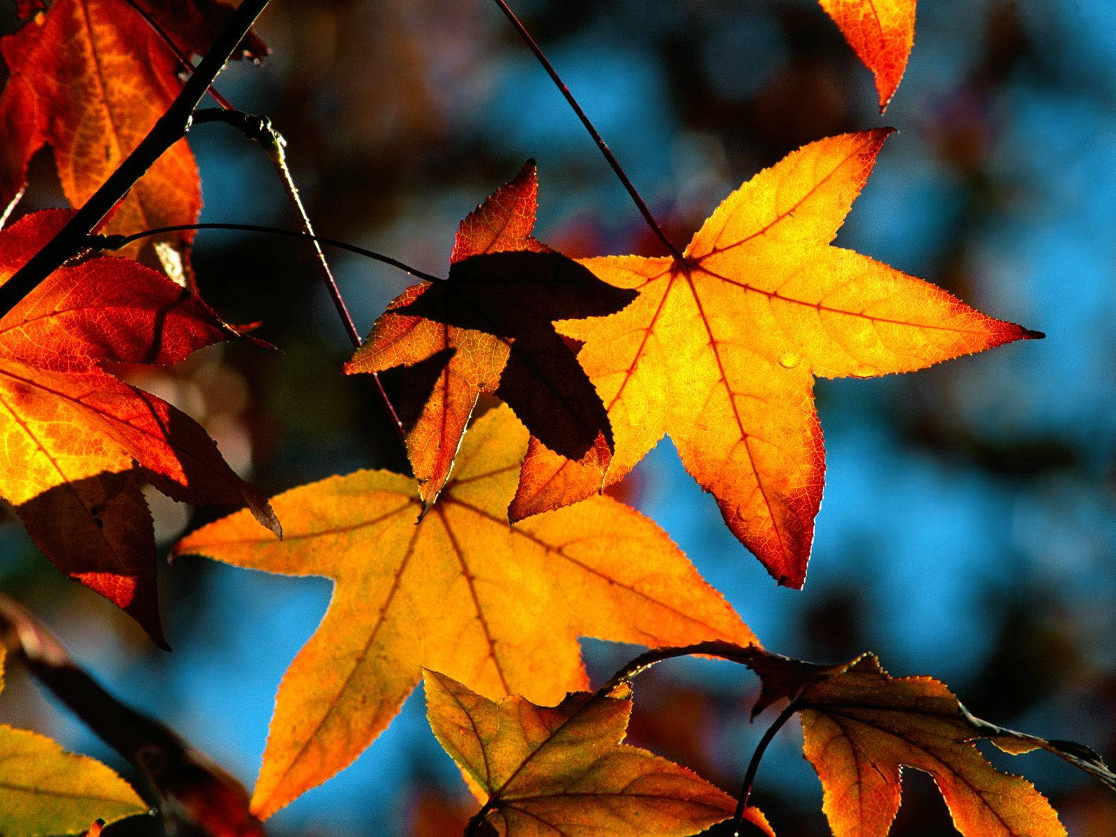 Celebrate The Beauty Of Fall With Vibrant Maple Leaves. Background