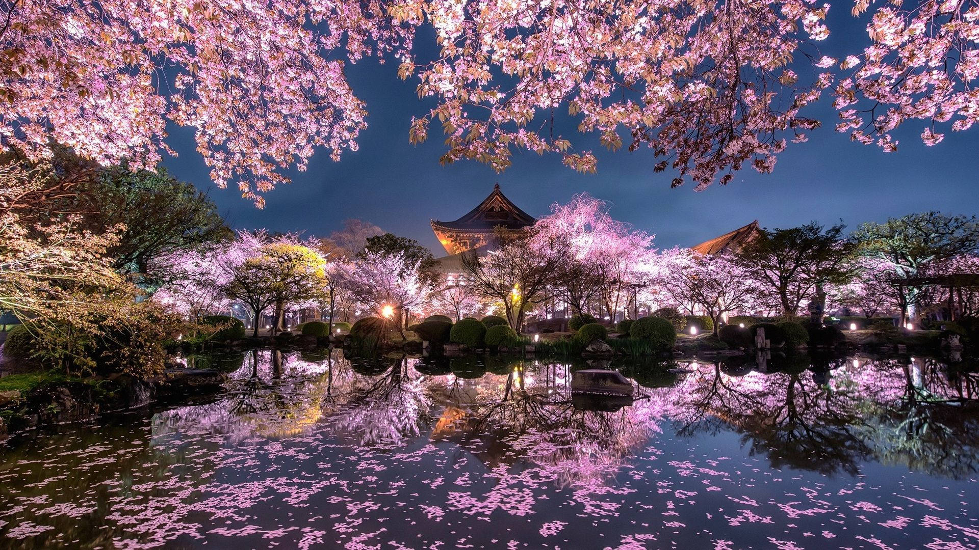 Celebrate The Beauty Of Japan's Cherry Blossom Background