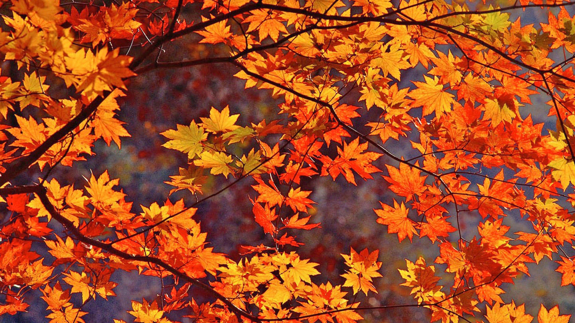 Celebrate The Changing Of The Season With A Red Autumn Leaf! Background