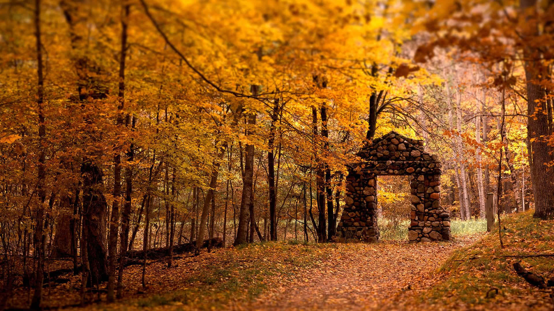 Celebrate The Changing Season With This Lively Fall Autumn Desktop Wallpaper Background