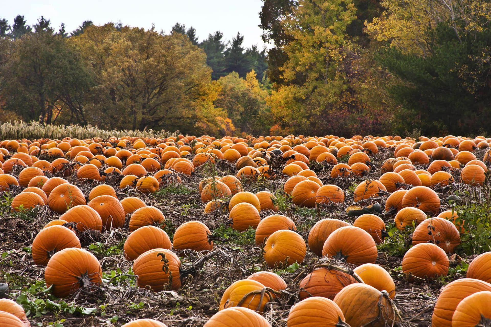 Celebrate The Fall Season With A Pumpkin Background