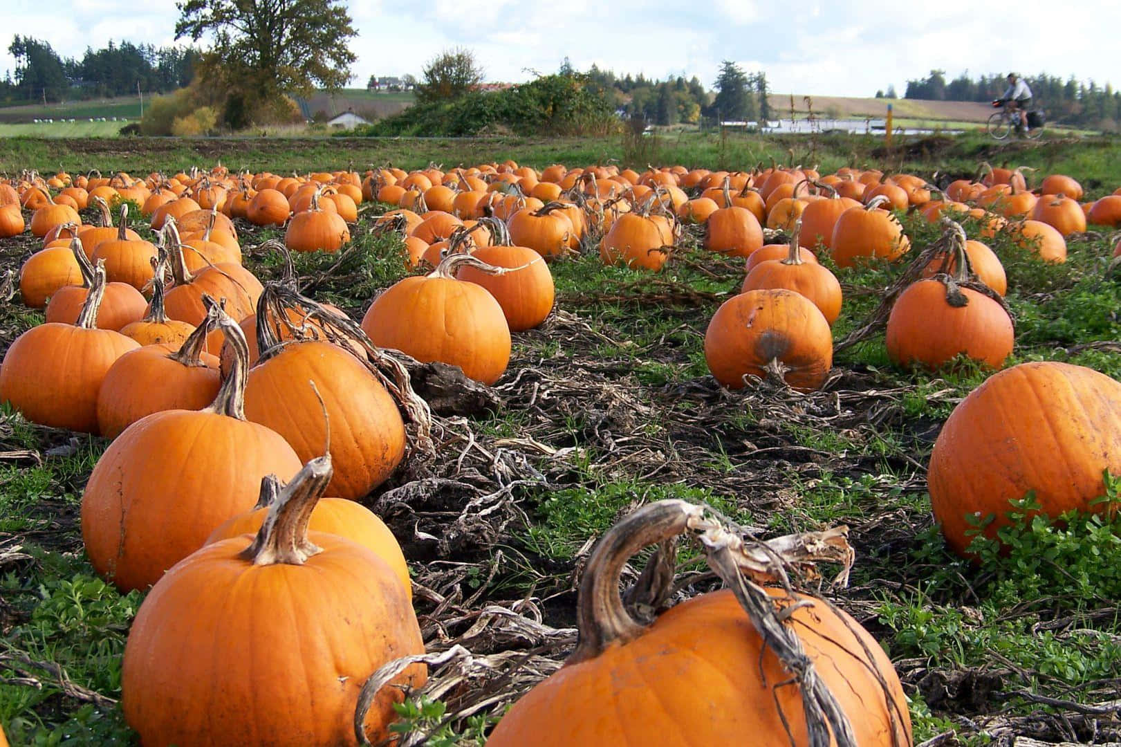 Celebrate The Fall With A Pumpkin For All Background