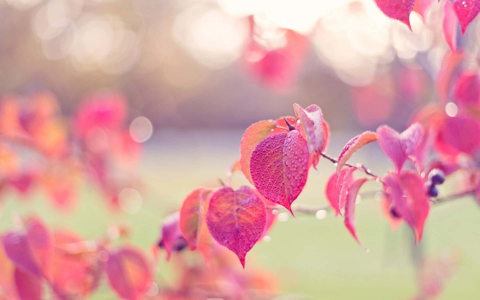 Celebrate The Falling Pink Leaves Background