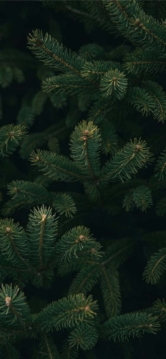 Celebrate The Festive Season With A Dark Christmas