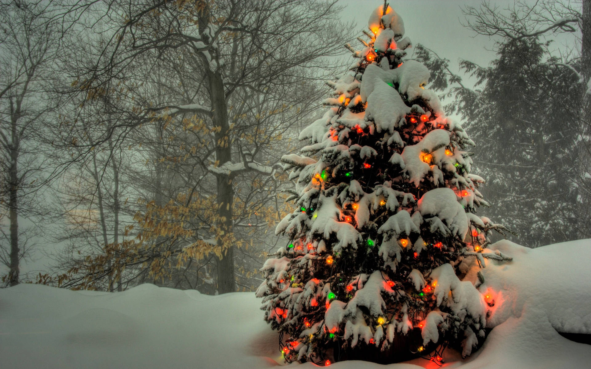 Celebrate The Holiday Season Beneath A Forest Of Snow-covered Evergreens. Background