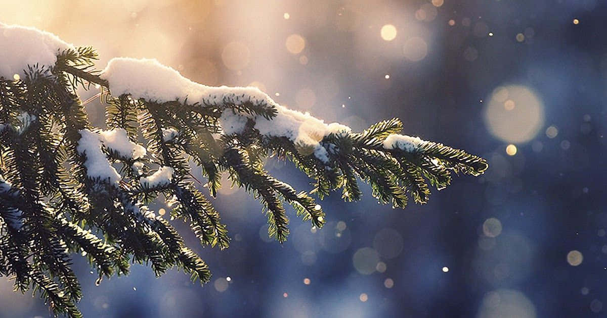 Celebrate The Holidays With A Christmas Pc Background