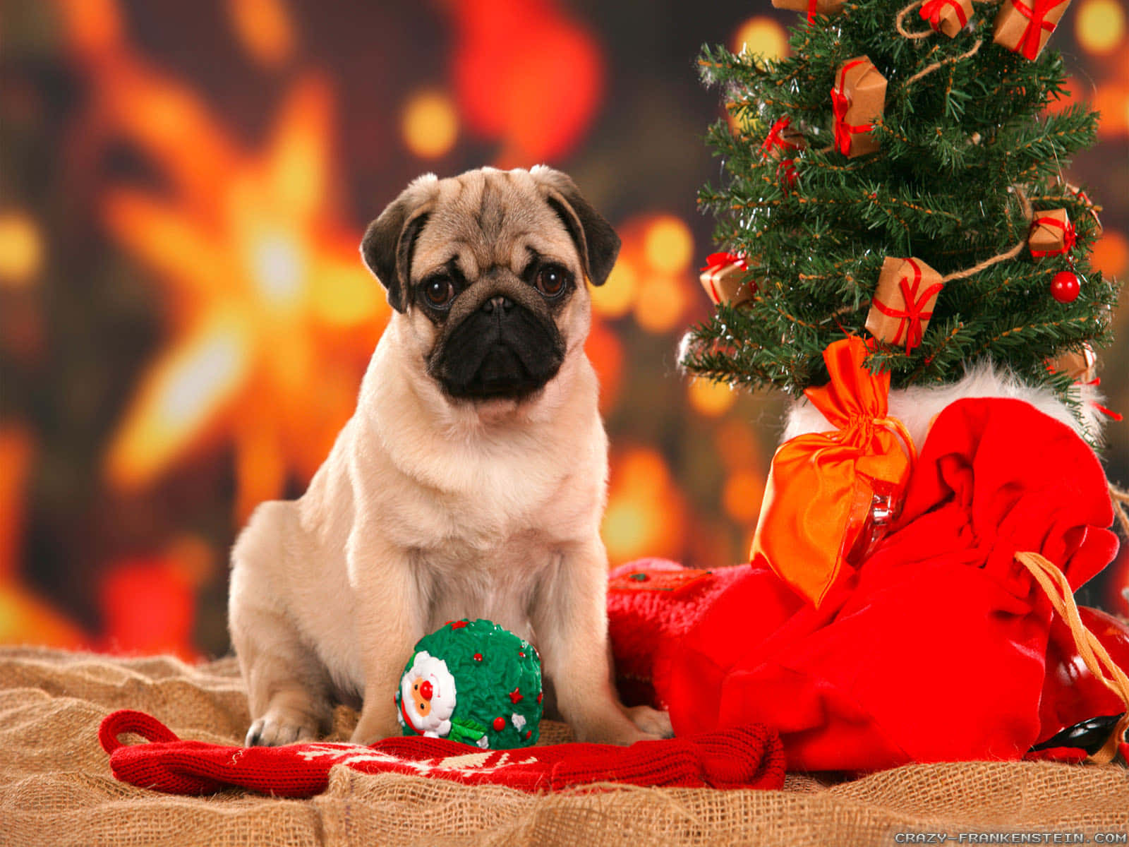 Celebrate The Holidays With Your Four-legged Best Friend Background
