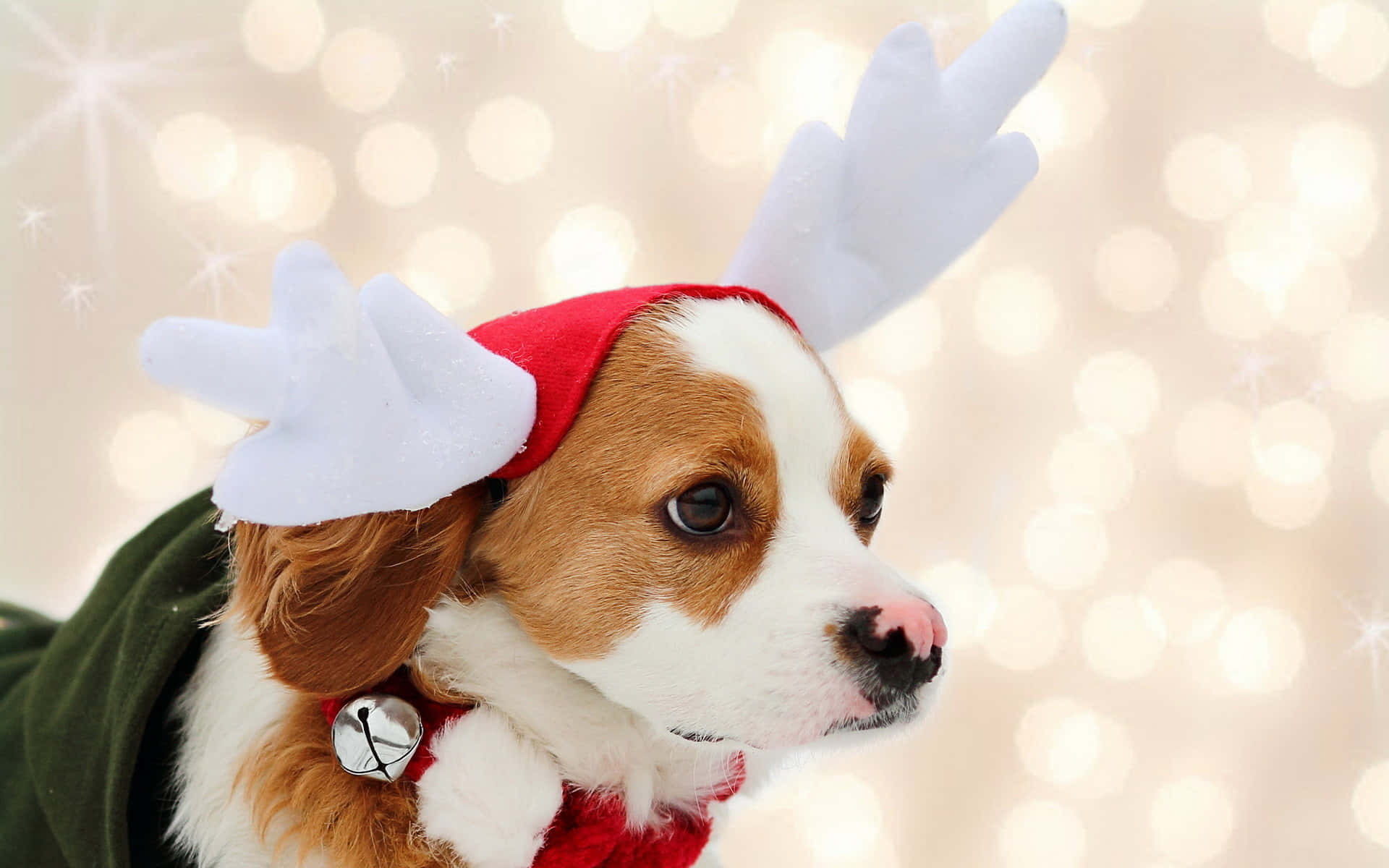 Celebrate The Holidays With Your Pup! Background