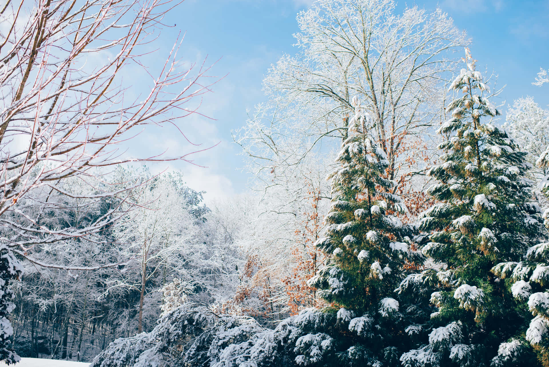 Celebrate The Joy Of Winter In A Christmas Snowscape! Background