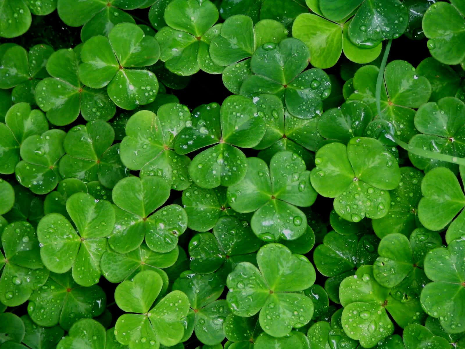 Celebrate The Luck Of The Irish With A Shamrock!