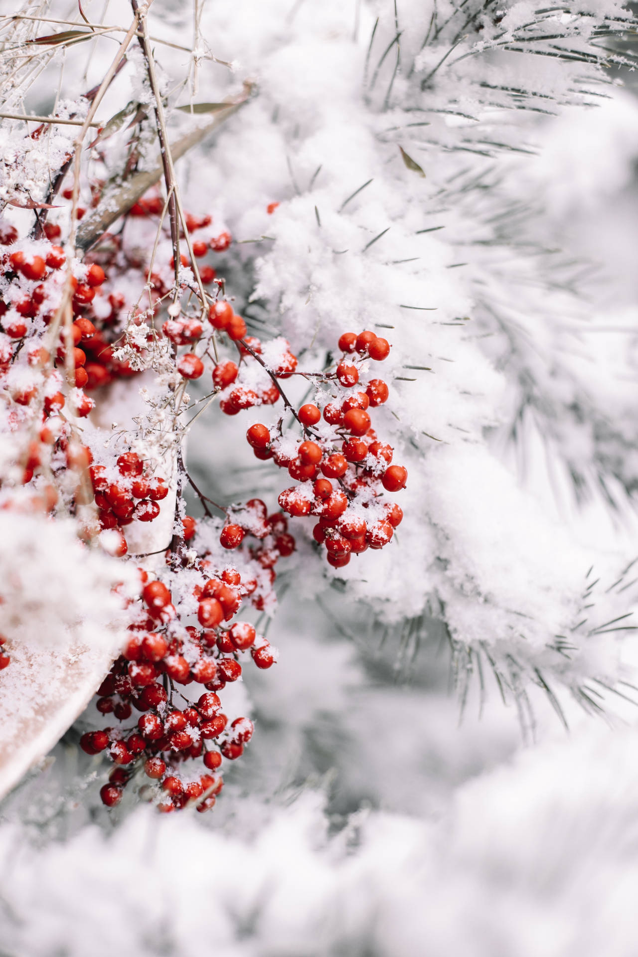 Celebrate The Magic Of A Snowy Christmas Background