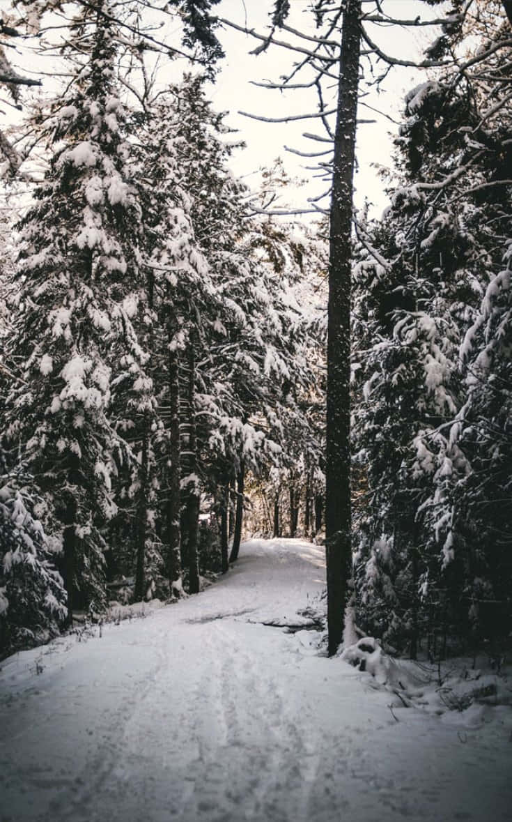 Celebrate The Magic Of The Holidays In A Wonderous Christmas Winter Wonderland. Background