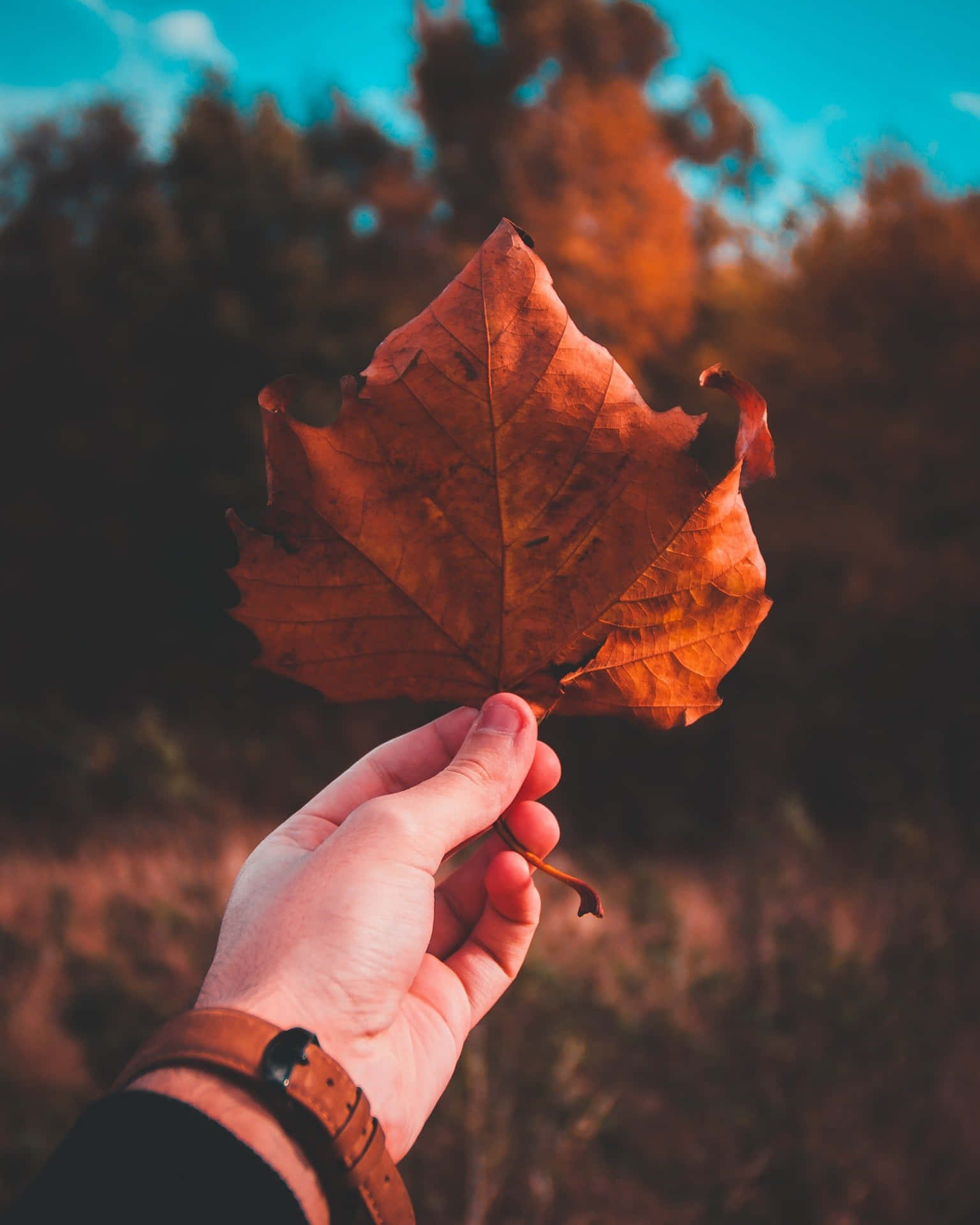 Celebrate The Perfect Fall - Enjoy Nature's Beauty Background