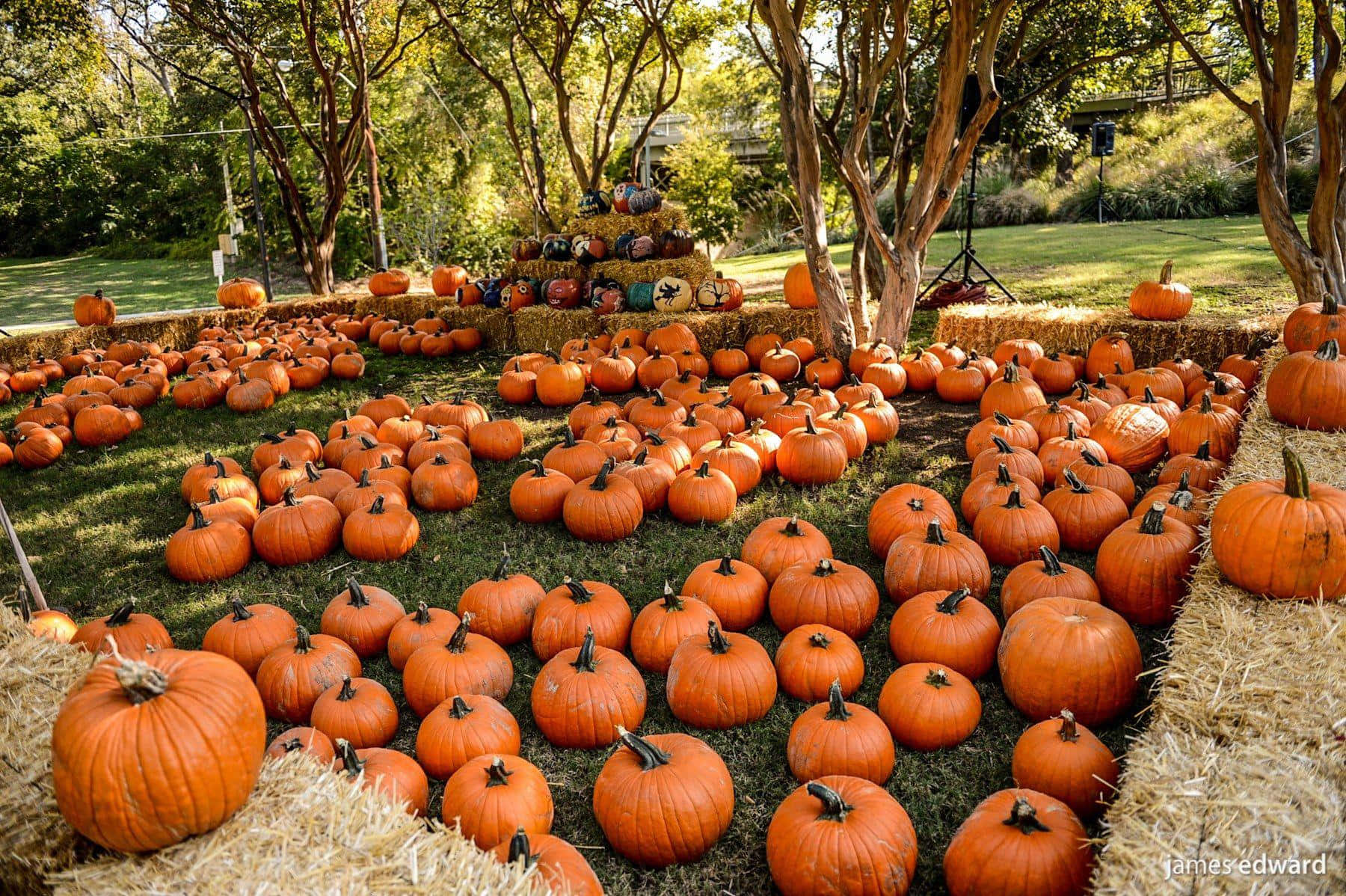 Celebrate The Start Of Fall With This Delicious Pumpkin-inspired Dessert. Background