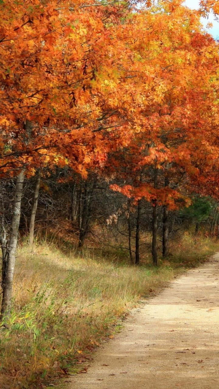Celebrate The Vintage Beauty Of Fall With A Peaceful Drive In The Countryside. Background