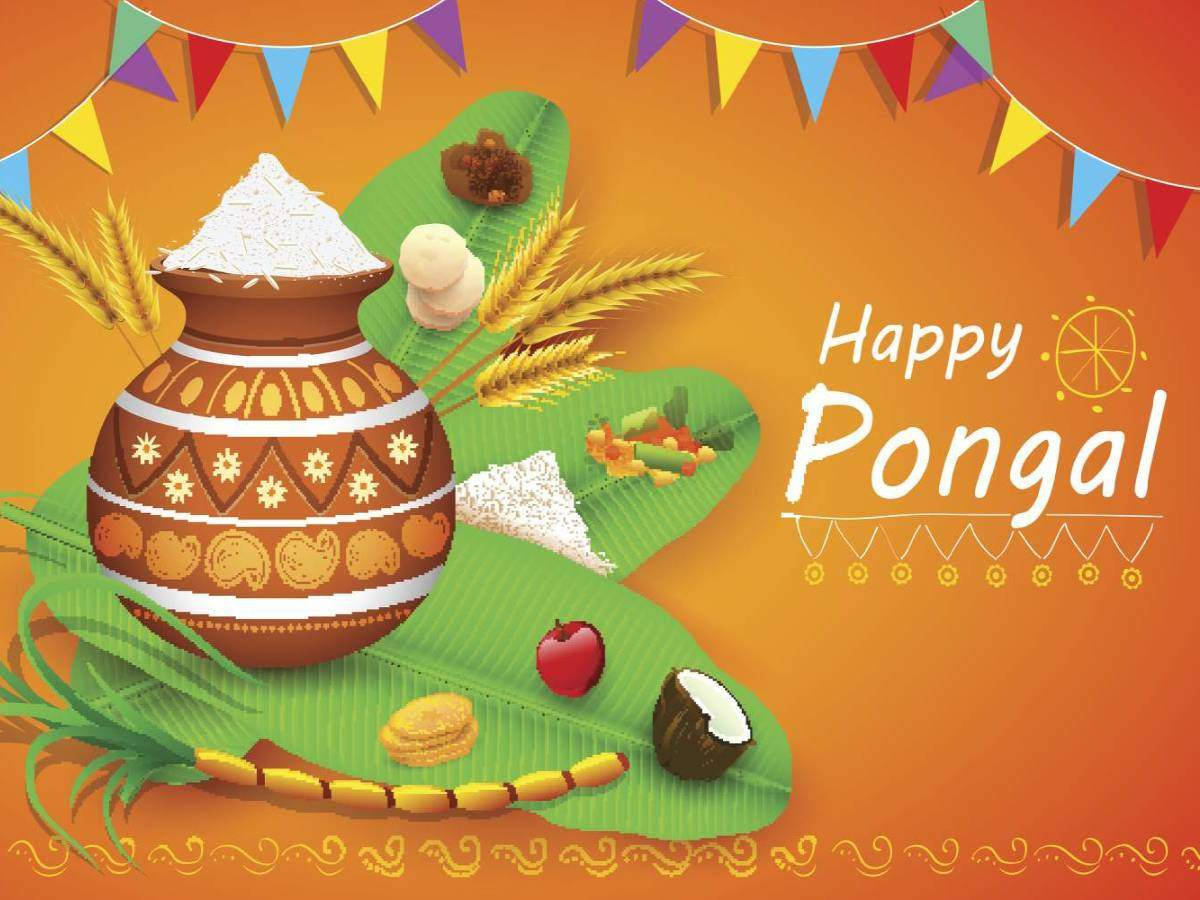 Celebrate Tradition And Harvest - Happy Pongal Background
