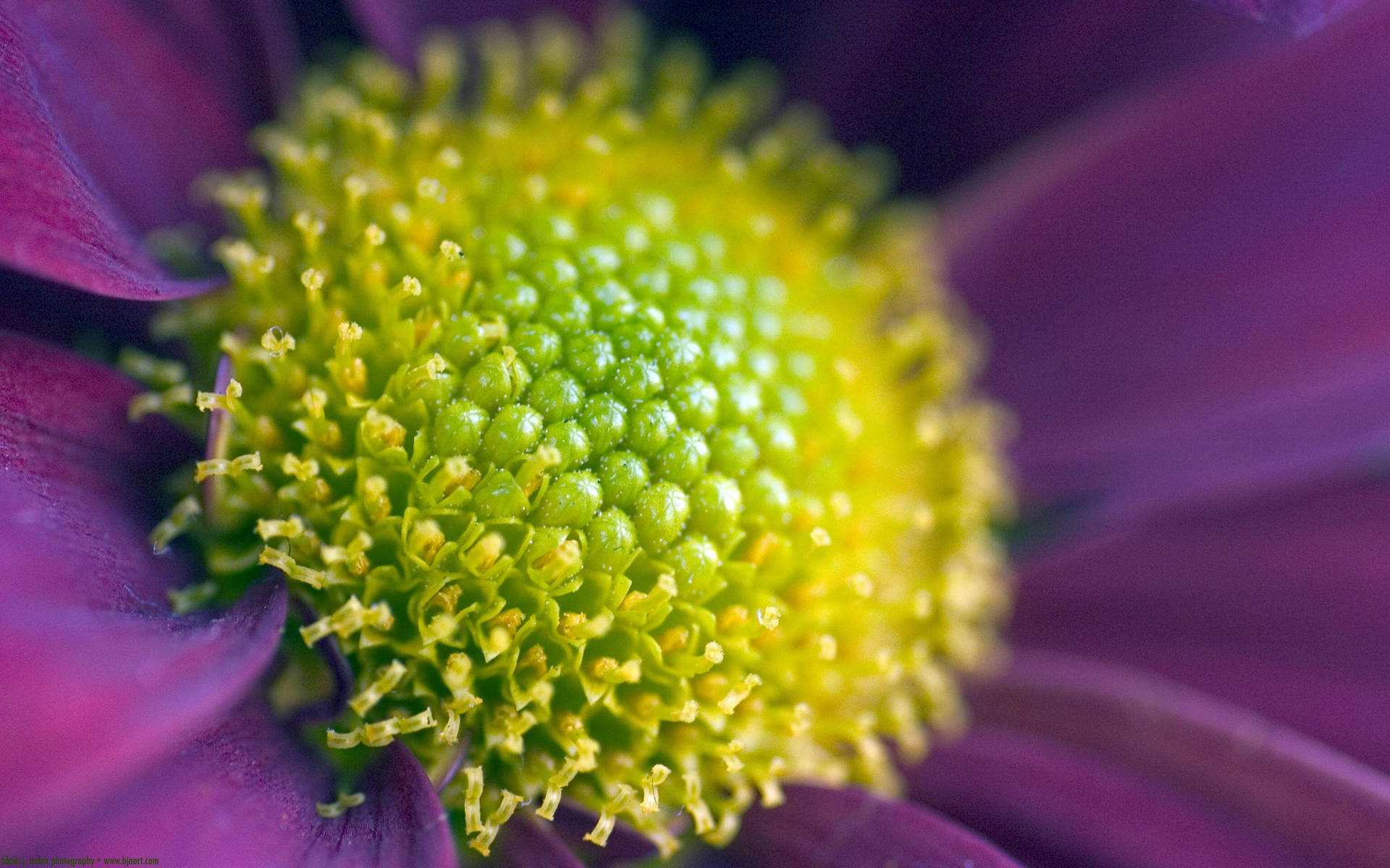 Celebrate With A Bright And Colorful Zoom Flower Bouquet