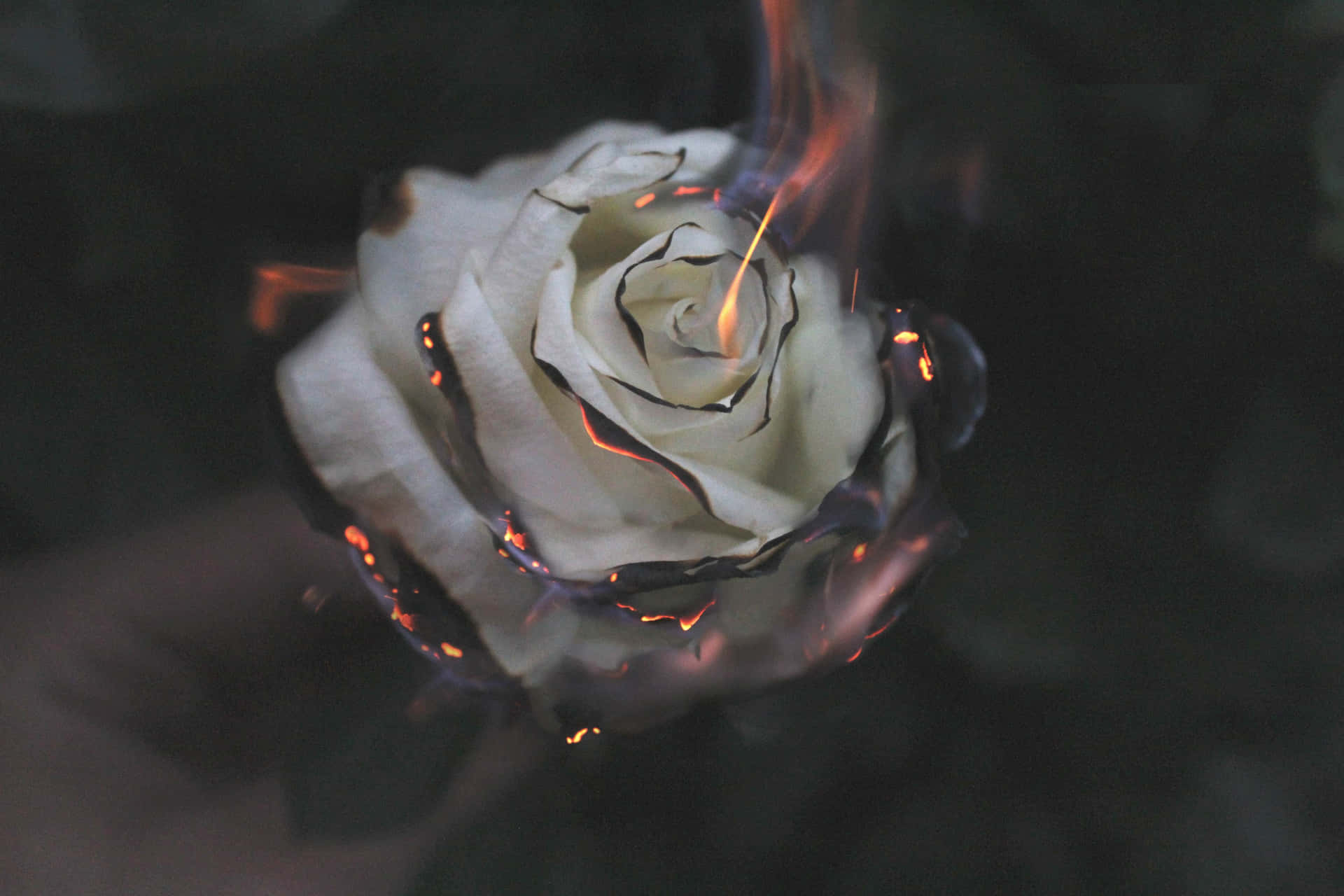 Celebrate Your Love This Valentine's Day With Beautiful Roses! Background