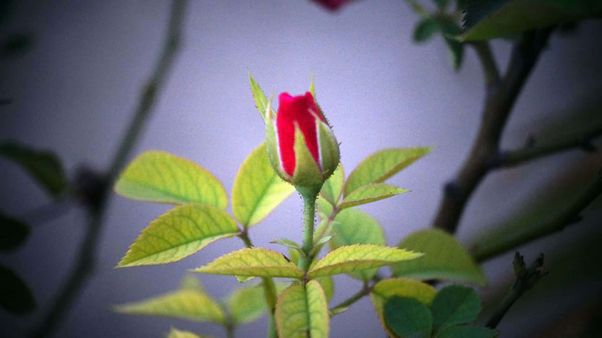 Celebrate Your Loved One With A Beautiful Bouquet Of Valentines Day Roses. Background