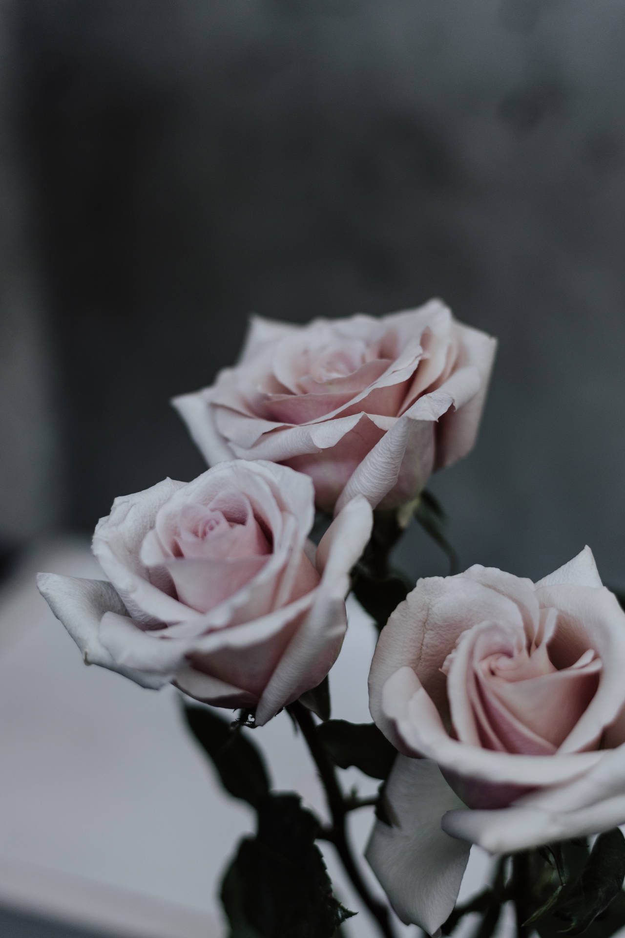 Celebrate Your Mother This Mothers Day With These Three Beautiful Pink Roses Background