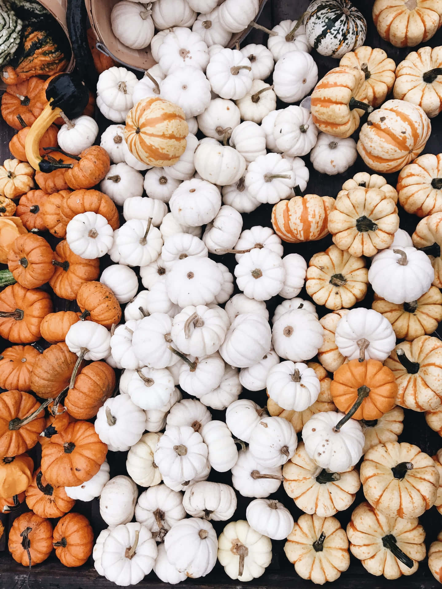 Celebrating Fall With A Hand-painted Pumpkin Background