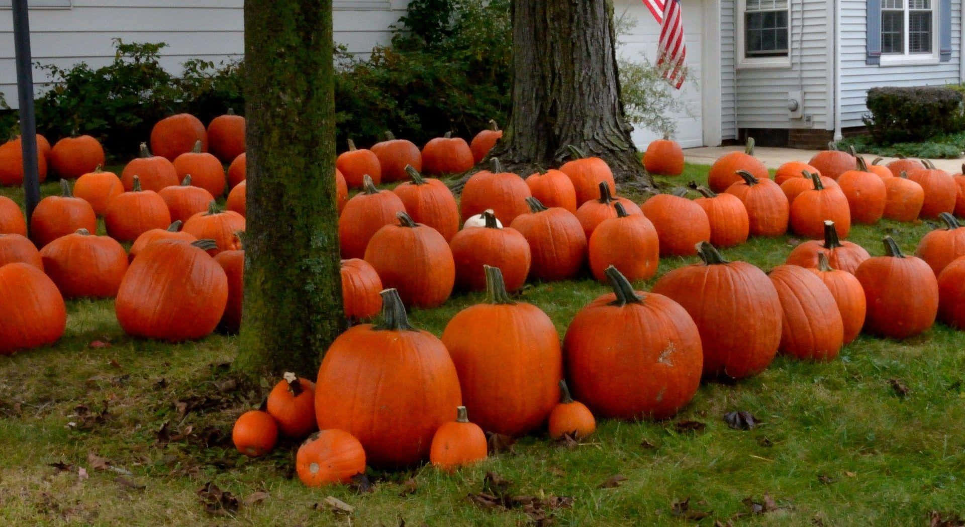 Celebrating The Fall Season With A Festive Pumpkin. Background