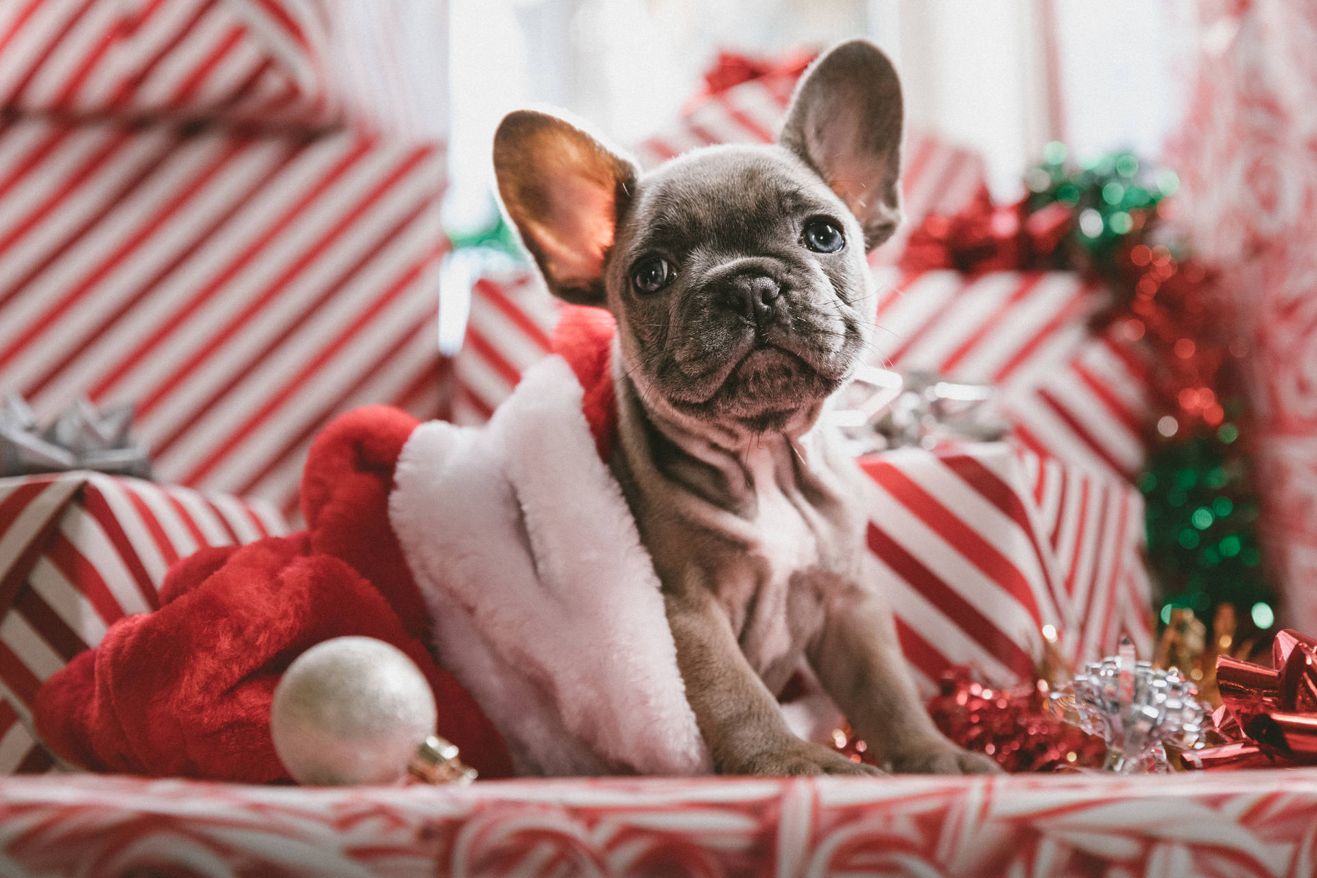 Celebrating The Holiday Season With A Cheerful Dog Background