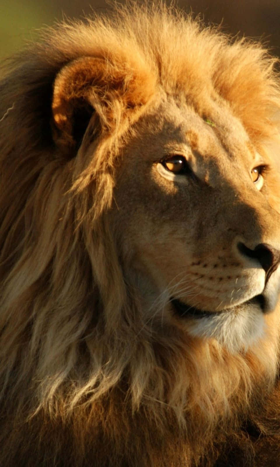 Cellular Connectivity Unlike Any Other