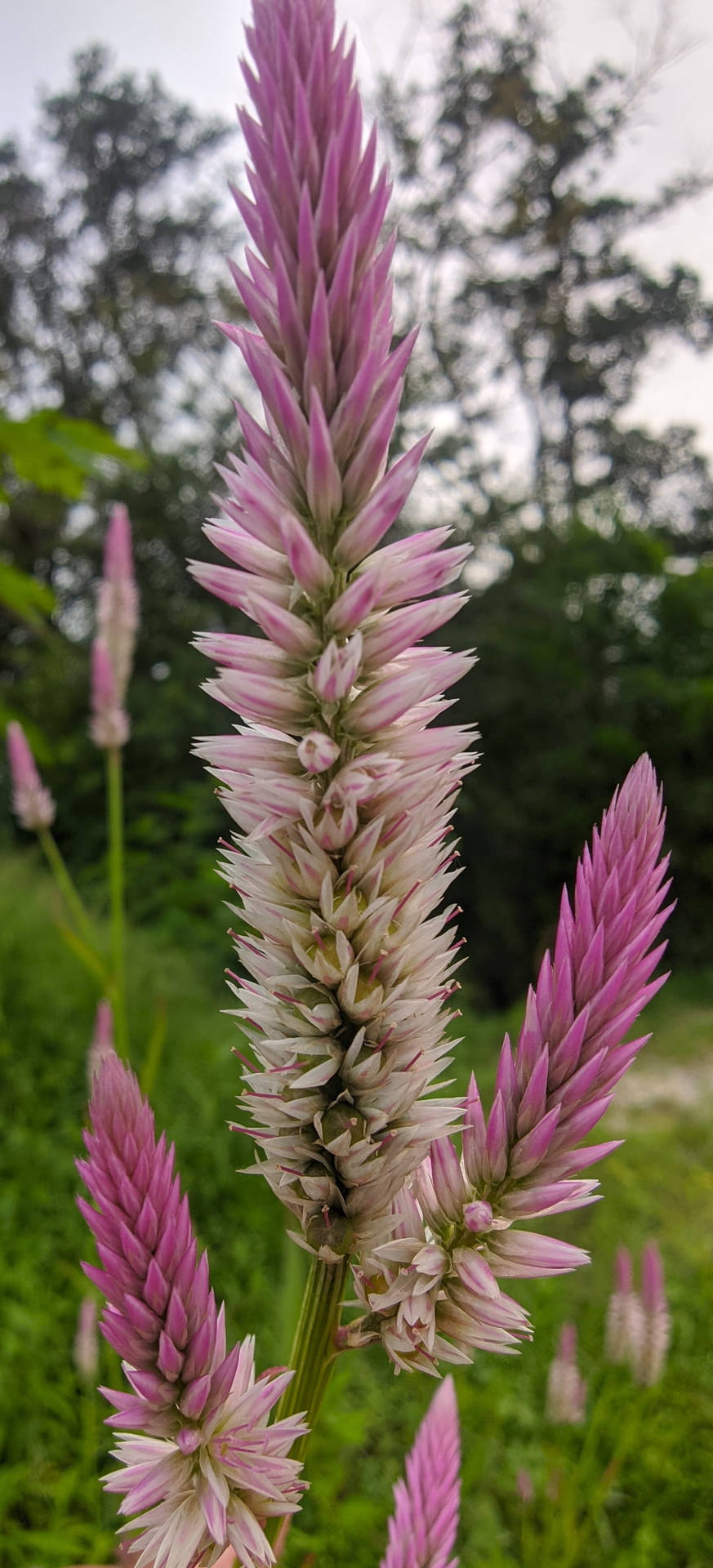 Celosia Argentea Bunga Background