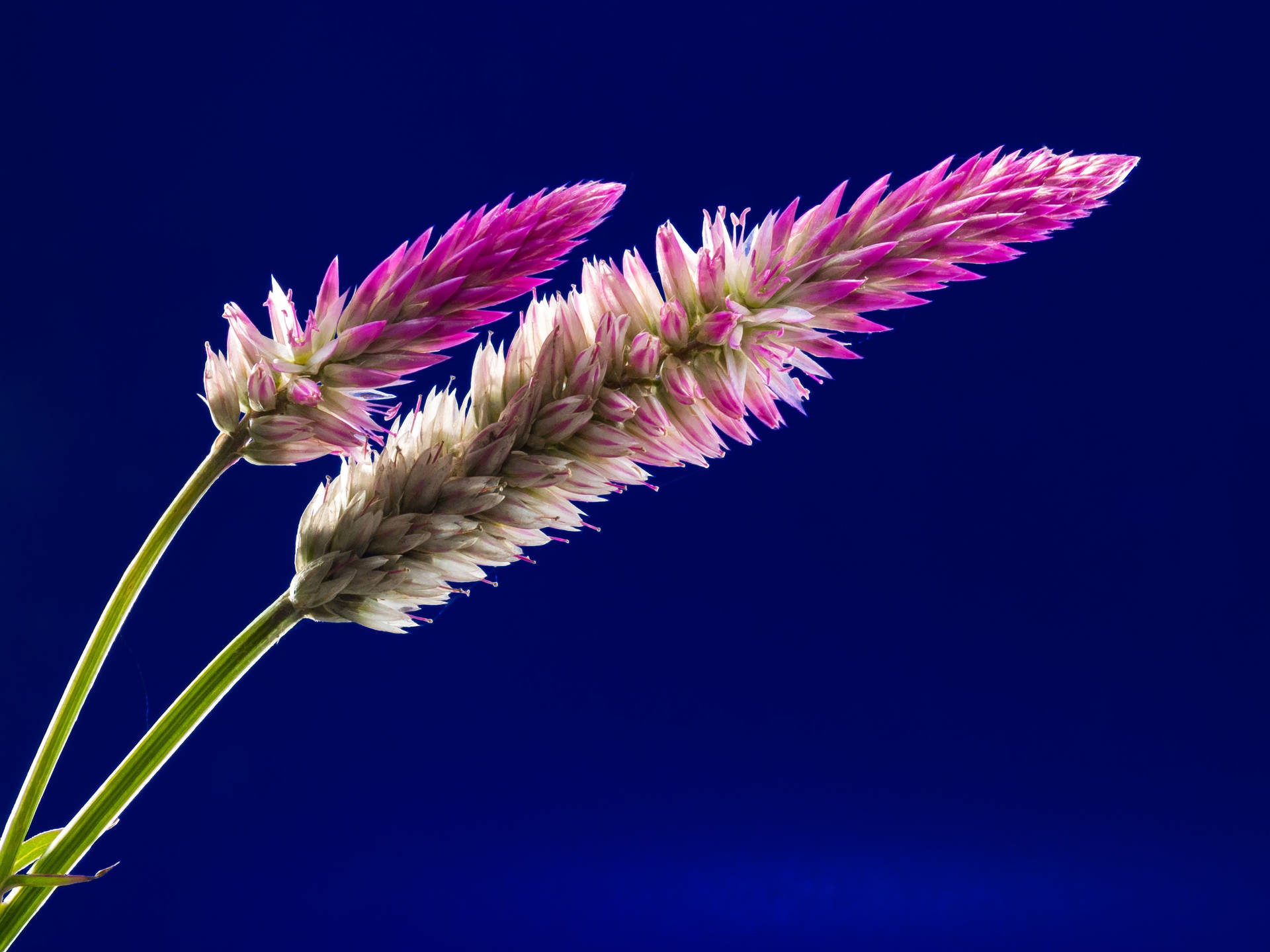 Celosia Argentea Full Screen 4k Flowers Background