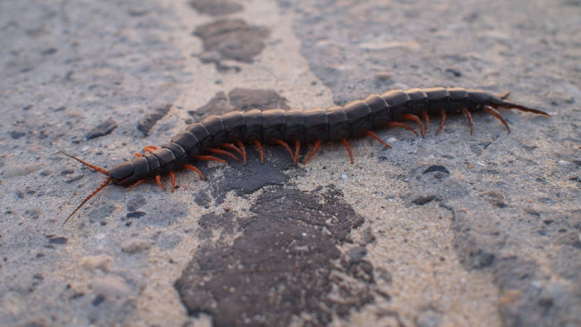 Centipede Black And Long On Concrete Background