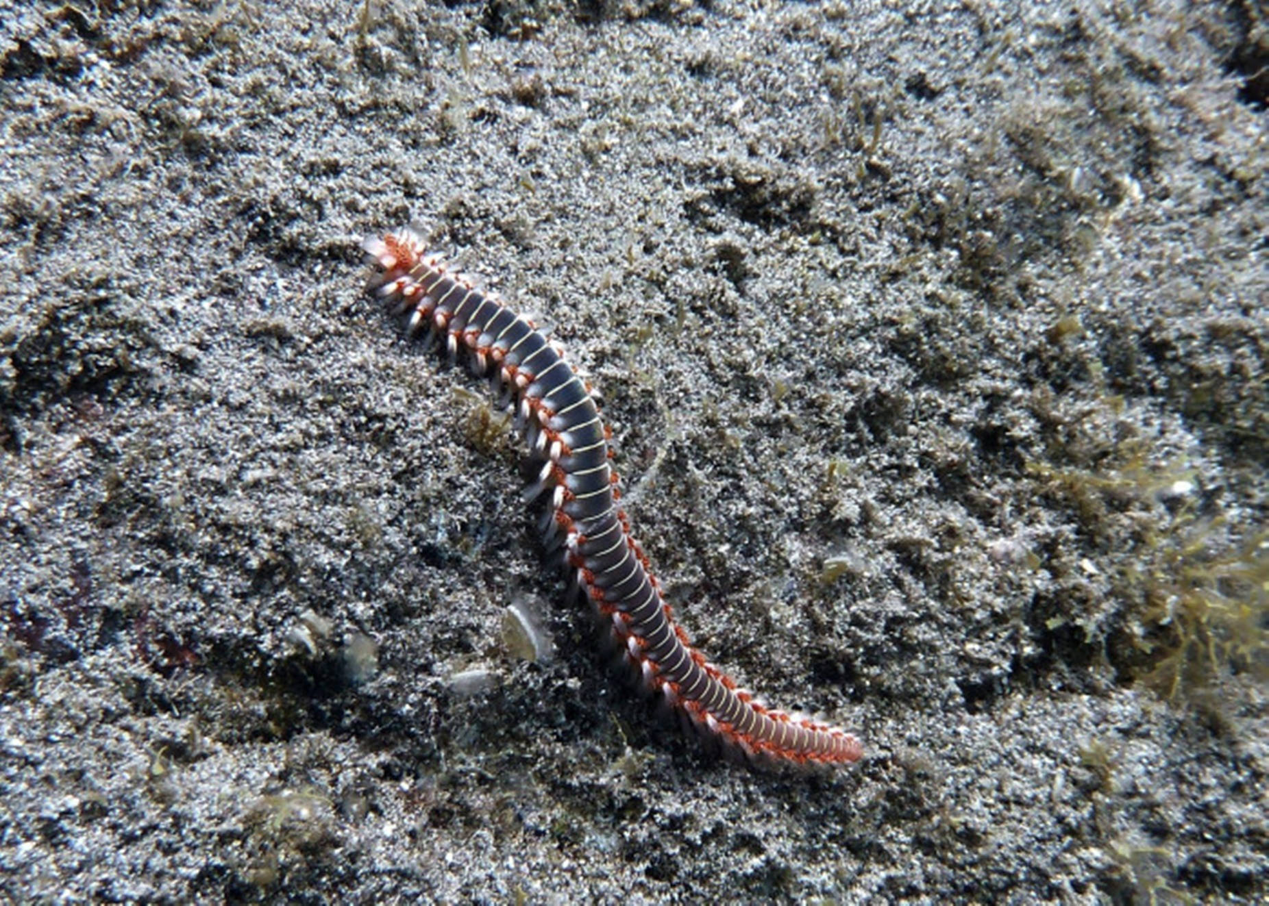 Centipede Black And Orange On Gray Sand Background